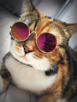 Солнцезащитные очки для собак и кошек