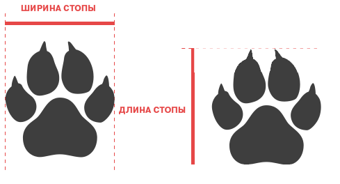 Размеры одежды для собак