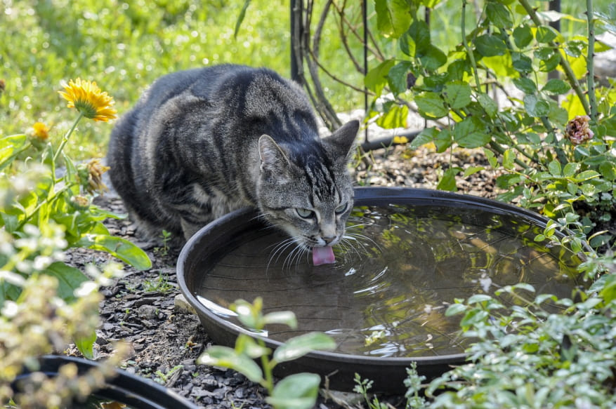приучить котенка пить из миски