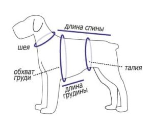Как подобрать одежду и обувь для собак — измеряем и определяем размеры ✳️kotopes.kz